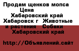 Продам щенков мопса › Цена ­ 10 000 - Хабаровский край, Хабаровск г. Животные и растения » Собаки   . Хабаровский край